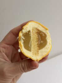 Alternative view of Le Citron